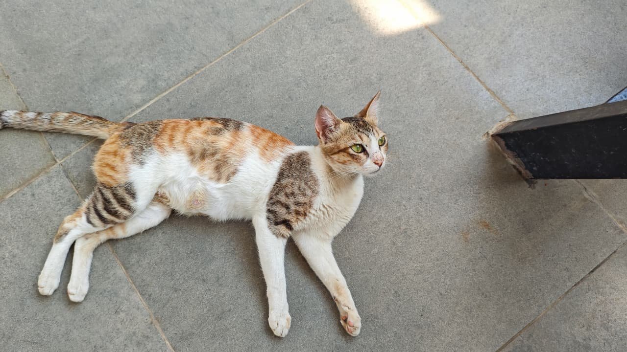 White Bread 2026-03-21